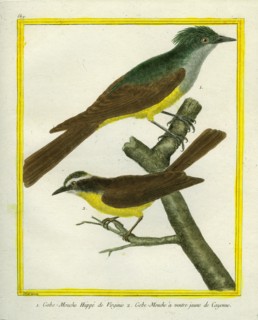 Le Gobe-Mouche huppé de Virginie et le Gobe-Mouche à ventre jaune de Cayenne