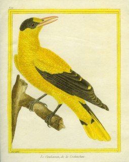 Black-naped Oriole
