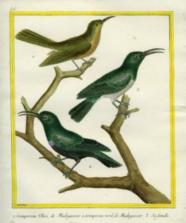 Nuthatch Vanga and Green Jery and its female