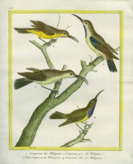 Tree creeper, Brown Treecreeper, le Petit Grimpereau et le Grimpeau olive des Philippines