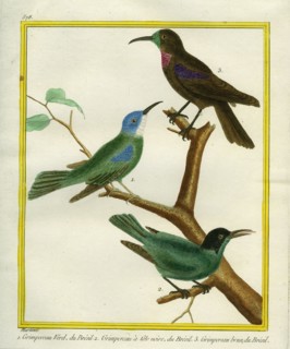 The Green, Black-headed and Brown Brazilian creepers
