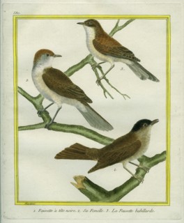 Eurasian Blackcap, the female and Lesser Whitethroat