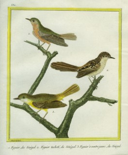 Le Figuier, le Figuier tacheté et le Figuier à ventre jaune du Sénégal