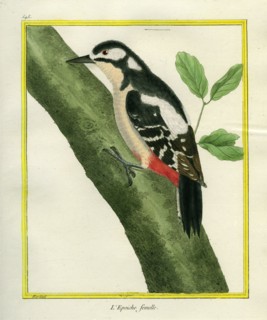 L'Epeiche femelle