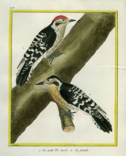 Downy Woodpecker and female