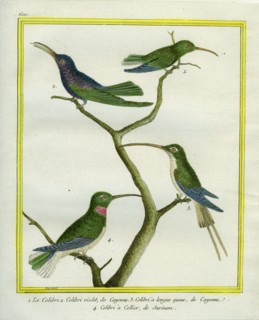 Hummingbird, Violet-headed Hummingbird, Long-tailed Sylph and Purple-collared Woodstar