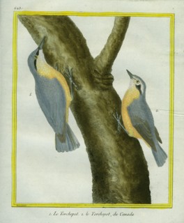 Nuthatch and Red-breasted Nuthatch