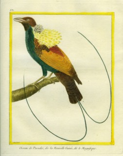 L'Oiseau de Paradis de Nouvelle-Guinée