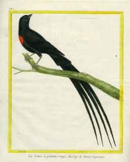 La Veuve à poitrine rouge du Cap de Bonne-Espérance