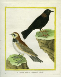 Black Lark and
