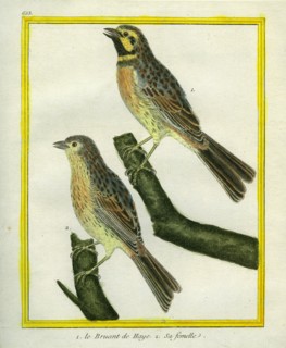 Male and Female Dunnock