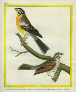 L'Ortolan et l'Ortolan à ventre jaune du Cap de Bonne-Espérance