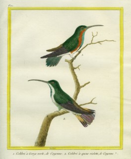 Le Colibri à Gorge verte et à queue violette de Cayenne