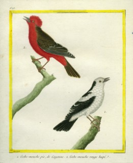 Le Gobe-Mouche pie de Cayenne et le Gobe-Mouche rouge huppé