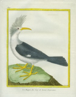 La Huppe du Cap de Bonne-Espérance