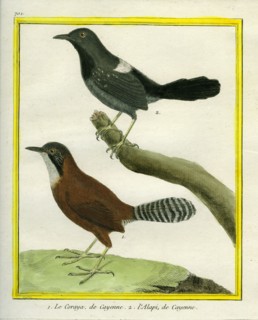 Coraya Wren and Black-throated Antbird