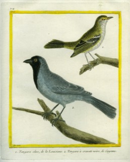 Olive-green Tanager and Black-chinned Antbird