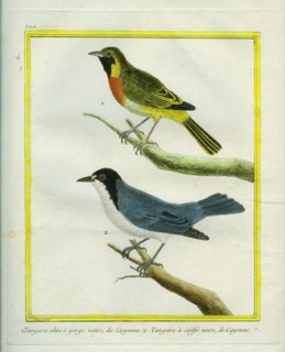 Black-throated Shrike-Tanager and Black-crested Antshrike