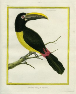 Green Aracari
