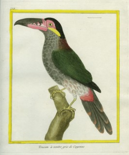 Grey-breasted Mountain Toucan