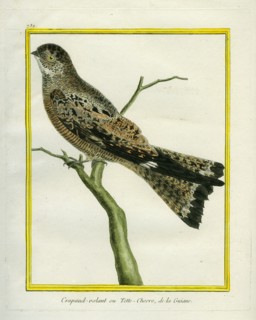 Le Crapaud-Volant ou Tête-Chèvre de la Guyane