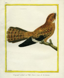 Le Crapaud-Volant ou Tête-Chèvre roux de la Guyane