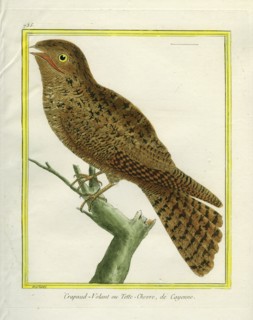 Le Crapaud-Volant ou Tête-Chèvre de Cayenne