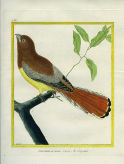 Black-throated Trogon