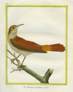 Rufous Hornero