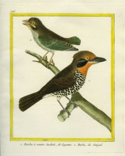 Red-throated Cayenne Barbet and Grey-throated Barbet
