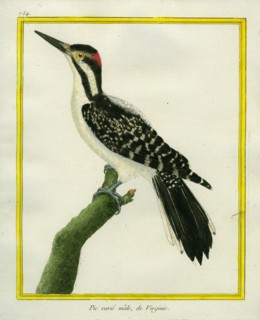 Male Downy Woodpecker