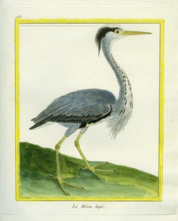 Le Héron huppé