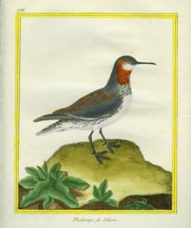 Red-necked Phalarope