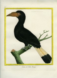 Tarictic Hornbill