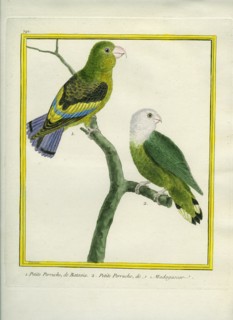 La Petite Perruche de Batavia et de Madagascar