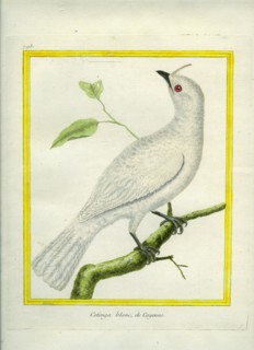White-tipped Dove