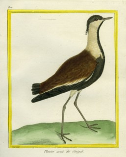 Le Pluvier armé du Sénégal