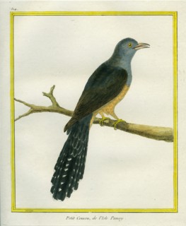 Philippine Cuckoo-Dove