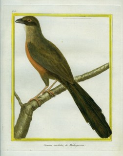 Red-breasted Coua