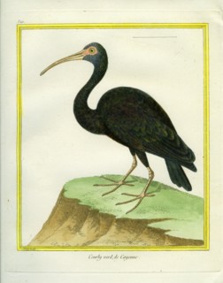 Green Ibis