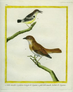 Red-breasted Flycatcher and le petit Gobe-Mouche tacheté de Cayenne
