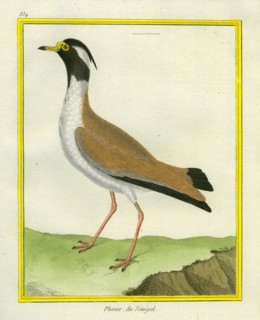 Black-headed Lapwing