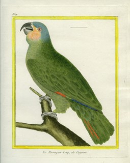 Le Perroquet Criq de Cayenne