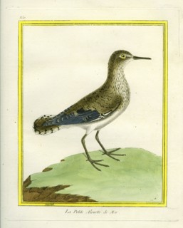 La petite Alouette de Mer