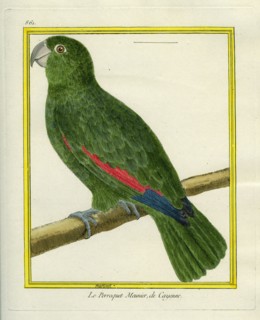 Le Perroquet Meunier de Cayenne