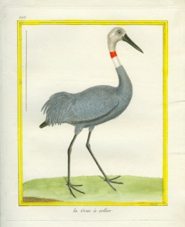 La Grue à collier