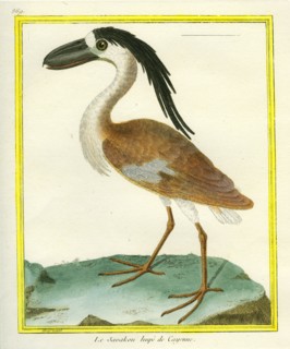 Boat-billed Heron