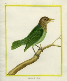 Brown-headed Barbet