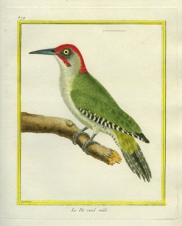 Male European Green Woodpecker
