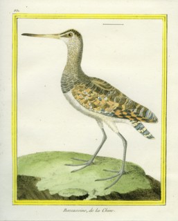 Swinhoe's Snipe